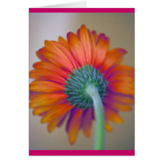 Funky Gerbera