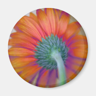 Funky Gerbera Magnet