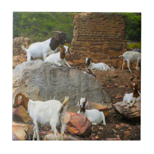 Funky Goats Ginger White Standing Walking Tile