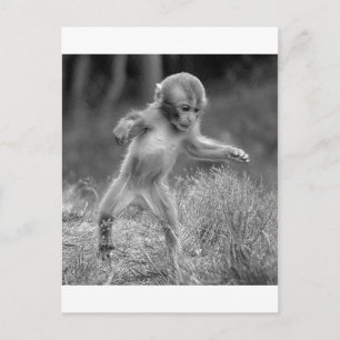 Funky Little Monkey Postcard
