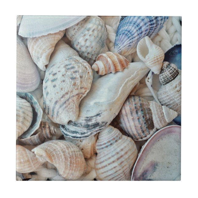 Funky Sea Shells Holiday Seaside Tile (Front)