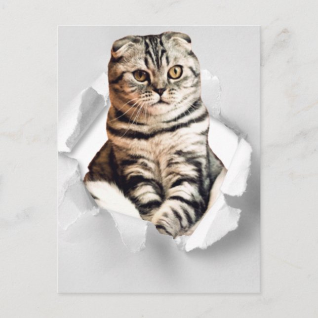 Funny 3d graphic cat torn paper illusion square  postcard (Front)