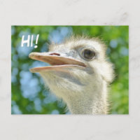 Funny African Ostrich - Hi Postcard