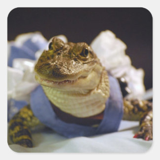 Funny Alligator Stickers