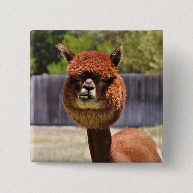 Funny Alpaca Button (Front)