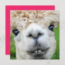 Funny Alpaca Christmas card
