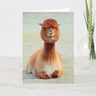 Funny Alpaca Greeting Card