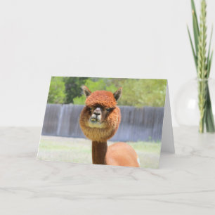 Funny Alpaca Greeting Card