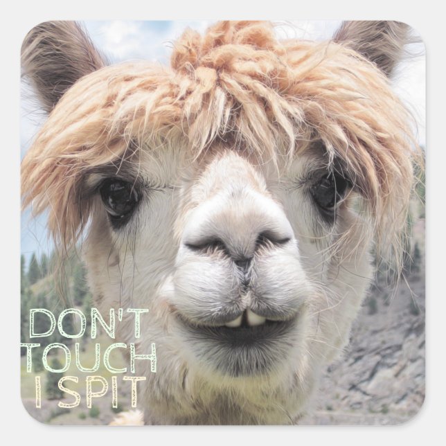 Funny Alpaca Llama Don't Touch I Spit Square Sticker (Front)