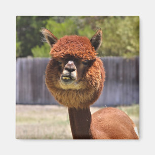 Funny Alpaca Magnet
