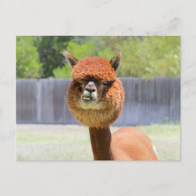 Funny Alpaca Post Card (Front)