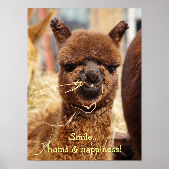 Funny Alpaca Poster (Front)