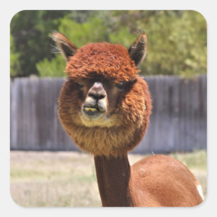 Funny Alpaca Sticker