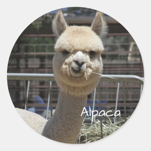 Funny Alpaca Sticker (Front)