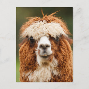 Funny alpaca with big teeth postcard