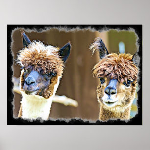 Funny Alpacas Poster