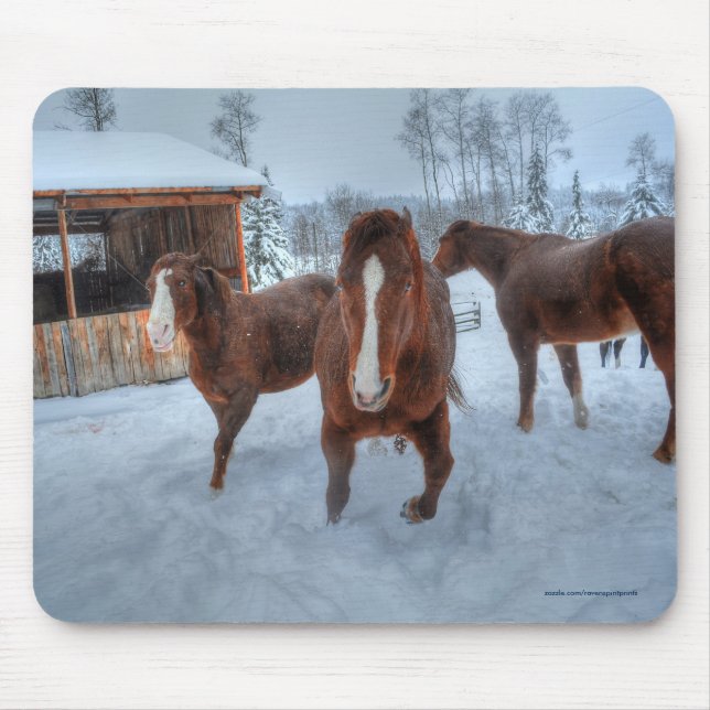 Funny Amorous Stallion and Reluctant Mare Horses Mouse Mat (Front)