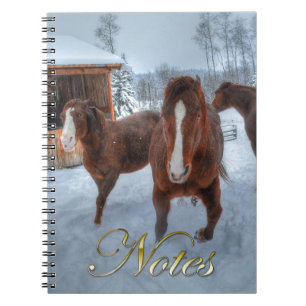 Funny Amorous Stallion and Reluctant Mare Horses Notebook