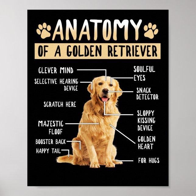 Funny Anatomy Golden Retriever Dog Lover Gift Poster (Front)