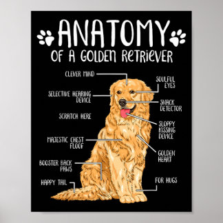 Funny Anatomy Golden Retriever Dog Lover Poster