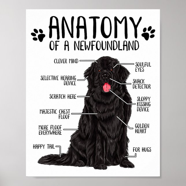 Funny Anatomy Newfoundland Dog Cute Newfie Lover  Poster (Front)