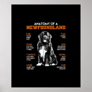 Funny Anatomy Of A Newfoundland Dogs Poster