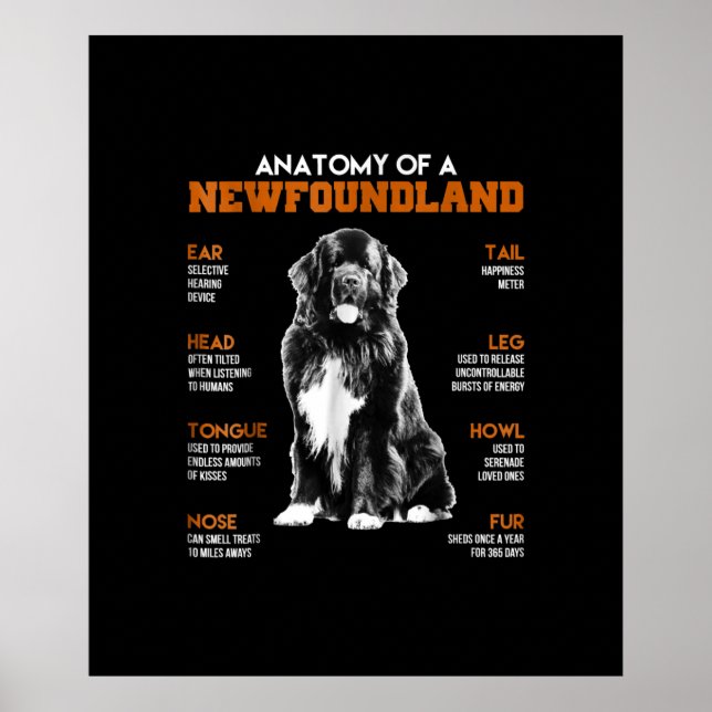 Funny Anatomy Of A Newfoundland Dogs Poster (Front)