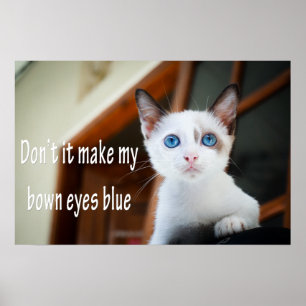 Funny Animal Memes Cat Memes Humourous Photos Poster