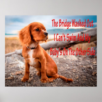 Funny animal memes Dog memes Humourous Photos Poster