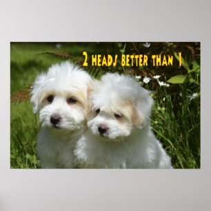 Funny animal memes Dog memes Humourous Photos Poster