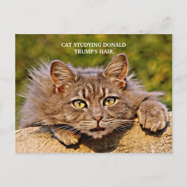 Funny Anti-Trump Cat Studying Trump's Hair Postcard (Front)