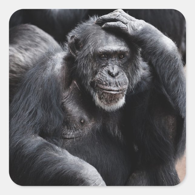 Funny Ape Sticker (Front)