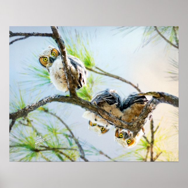 Funny Baby Great Horned Owls Wildlife Fine Art Poster (Front)