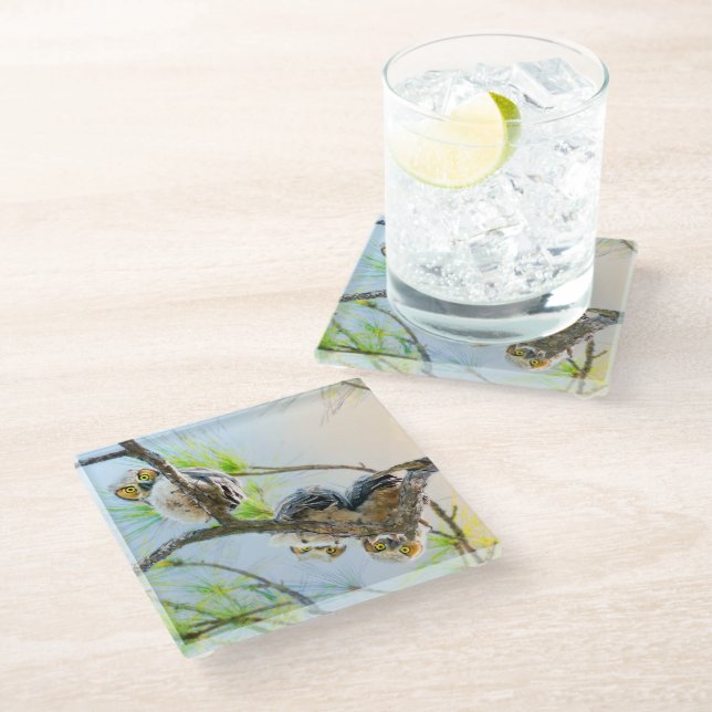 Funny Baby Owls On A Limb Glass Coaster (Angled)