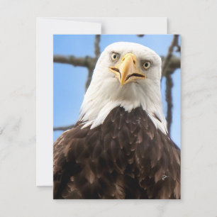Funny Bald Eagle Face Wildlife Photography Blank