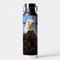 Funny Bald Eagle Face Wildlife Photography