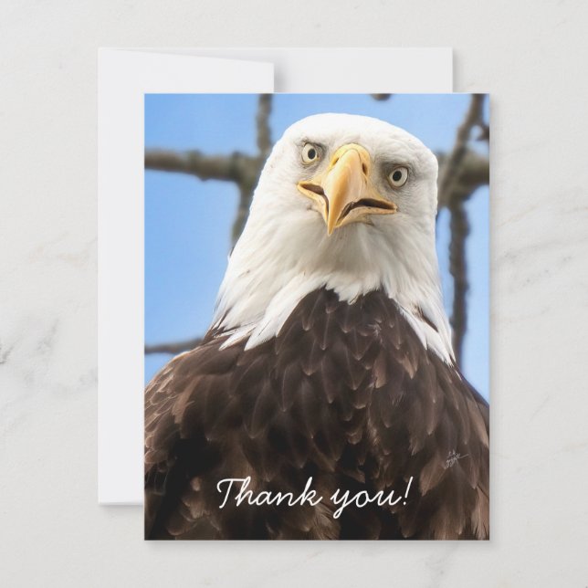 Funny Bald Eagle Face Wildlife Thank You Card (Front)