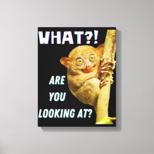Funny Big Eyed Tarsier What Are You Looking At Canvas Print