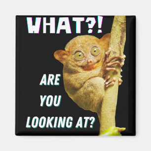 Funny Big Eyed Tarsier What Are You Looking At Magnet