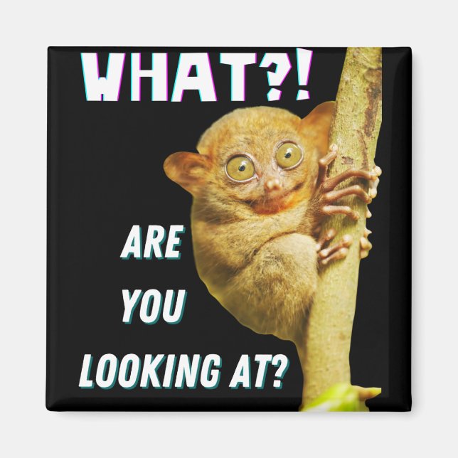 Funny Big Eyed Tarsier What Are You Looking At Magnet (Front)