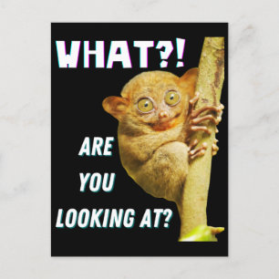 Funny Big Eyed Tarsier What Are You Looking At Postcard