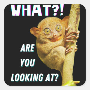 Funny Big Eyed Tarsier What Are You Looking At Square Sticker