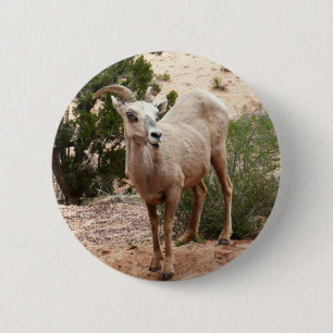Funny Bighorn Sheep at Zion National Park 6 Cm Round Badge