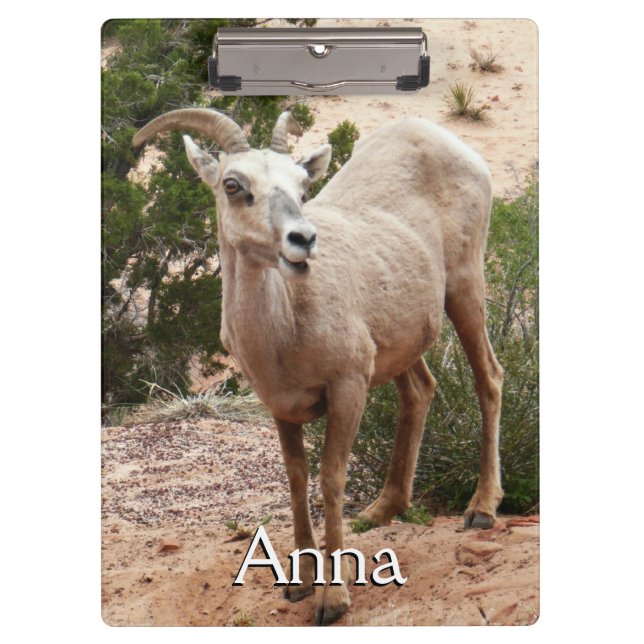 Funny Bighorn Sheep at Zion National Park Clipboard (Front)