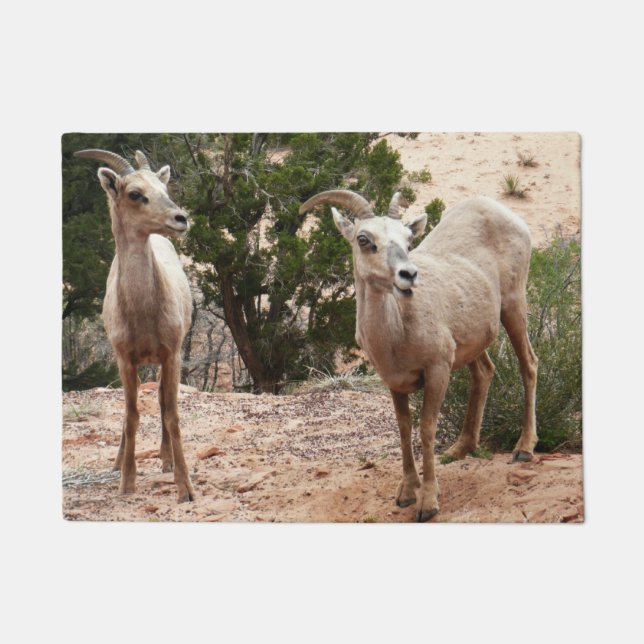 Funny Bighorn Sheep at Zion National Park Doormat (Front)