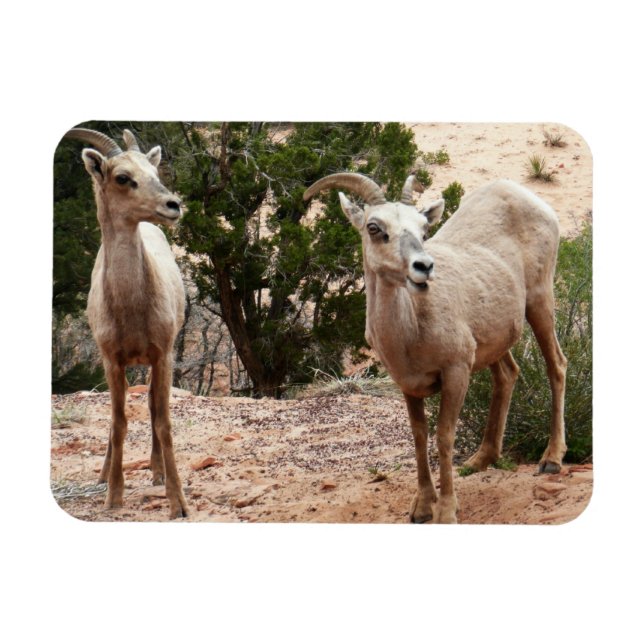 Funny Bighorn Sheep at Zion National Park Magnet (Horizontal)