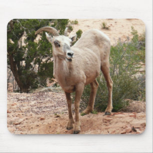 Funny Bighorn Sheep at Zion National Park Mouse Mat