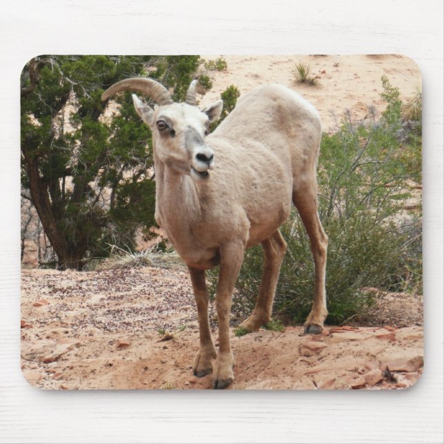 Funny Bighorn Sheep at Zion National Park Mouse Mat (Front)