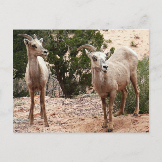 Funny Bighorn Sheep at Zion National Park Postcard (Front)
