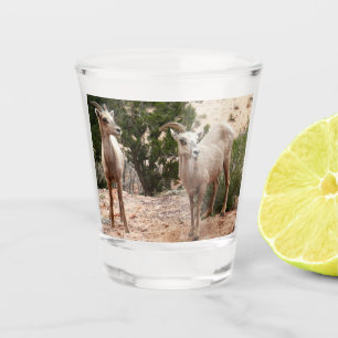Funny Bighorn Sheep at Zion National Park Shot Glass